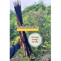 ราคา ซิงนกกระทา1มัดมี5อัน (22359588287)