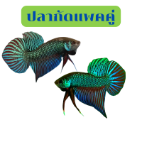 ราคา bt02ปลากัดสองสายพันธุ์ อีสาน มหาชัย เกรดสวยงาม ส่งด่วน (17574136967)
