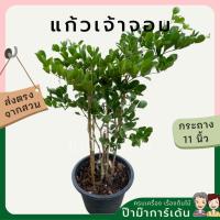 ราคา แก้วเจ้าจอม ดอกสีม่วง (22283963406)