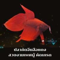 ราคา ปลากัดจีนสีแดงสด สวยงาม เพศผู้คัดเกรด มีรับประกันสินค้า มีเก็บเงินปลายทาง (20427436217)