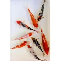 ราคา อาหารปลา ปลาคราฟลูกนอก ไซร้2 3นิ้ว มีประกันสินค้า (22347728311)