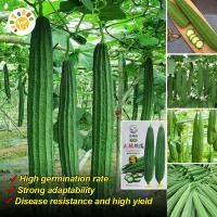 ราคา เมล็ดบวบเหลี่ยม ลูกผสม พันธุ์ขุนศึก Luffa Seeds for Planting งอกง่าย มล็ดพันธุ์บวบเหลี่ยม บวบเหลี่ยมลูกผสม วิกเกอร์เอ Long Ridged Patola Seeds Organic Vegetables Seeds Plants F1 บวบ เมล็ดพันธุ์ เมล็ดพ