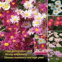 ราคา เมล็ดพันธุ์ ไพรีทรัม คละสี ดอกไม้ไล่แมลง Mixed Pyrethrum เมล็ดพันธุ์แท้ นำเข้าจากต่างประเทศ ปลูกผัก สวนครัว เมล็ดพันธุ์ ไพรีทรัม ดอกไม้ไล่แมลง Mixed Pyrethrum นำเข้าจากต่างประเทศ ปลูกง่าย ไม่กลายพันธุ