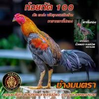 ราคา ไข่เชื้อไก่ชน เจ้าช้างมนตรา ก๋อยกัดร้อย ผสมแม่สามเอี่ยว 100 สายเทาพิฆาต พันธุกรรมเงินล้าน วางใจในคุณภาพของไข่ เก็บใหม่ทุกวัน (22423227598)