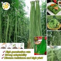 ราคา เมล็ดพันธุ์ ถั่วฝักยาว Green Long Beans Seed Organic Vegetable Seeds for Planting เมล็ดถั่วยาวสีเขียว ถั่วพุ่ม ผักออร์แกนิก เมล็ดพันธุ์ผัก บอนไซ พันธุ์ผัก เมล็ดผัก เมล็ดพันธุ์ OP แท้ ผักสวนครัว ของแท้