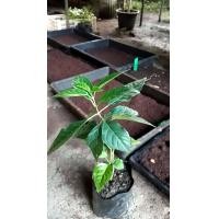 ราคา ต้นพันธุ์ ข่อยดำ เครือสังฆาต พร้อมปลูกต้นละ 79 บาท ข่อยดำหรือดังหวาย ดังหวาย แม่ยายถมลูกเขย หรือเครือสังฆาต ข่อยดำประกอบด้วยสารต้านอนุมูลอิสระ สมุนไพรข่อยดำต้มดื่ม สรรพคุณทางยาที่มีประสิทธิภาพ (221767