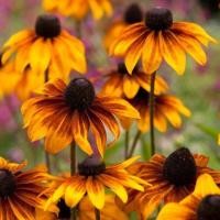 ราคา 50 เมล็ด ดอกไม้ แบล็กอายซูซาน Rudbeckia hirta Seeds ดอกสีเหลือง (21386881501)