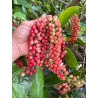 ราคา ผลสดมะเม่า หมากเม่าหลวงภูพาน ขนาด 450 กรัม ผลไม้ตามฤดูกาล เก็บสด ออแกนิค ปลอดสาร (22410587196)