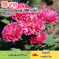 ราคา เมล็ดดอกแอสเตอร์สีชมพูล้วน 200 เมล็ด (21551537681)