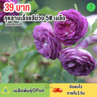 ราคา เมล็ดดอกกุหลาบเลื้อยสีม่วง 50 เมล็ด (21532851451)