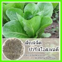 ราคา พร้อมส่ง รหัส 126 เมล็ดพันธุ์แท้ OP แท้ ผักสลัด ปารีสไอแลนด์ Parris Island Cos Romaine Lettuce เมล็ดพันธุ์สลัด (8787552227)