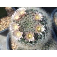 ราคา แมมขนแมว Mammillaria bocasana ไม้เมล็ด ขนาด 3 7 ซม ต้นกระบองเพชร ต้นแคคตัส แคคตัส กระบองเพชร (17433939087)