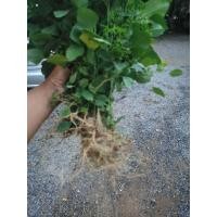 ราคา ตำแยแมว หญ้าแมว กัญชาแมว ซื้อ 10 แถม 2 (22163290696)