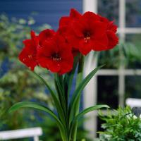 ราคา 1 หัว ว่านสี่ทิศ สี่ทิศฝรั่ง ดอกไม้มงคล Amaryllis Bulb (22067273708)