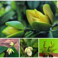 ราคา 1 ต้น จำปูน มีกลิ่นหอม ไม้หอมโบราณหายาก ต้นสูง 60 ซม ขึ้นไป (22098692428)