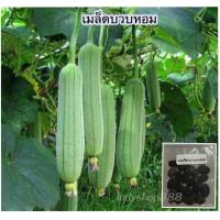 ราคา บวบหอม เมล็ดบวบหอม บวบหอมยาว 10 200 เมล็ด ปลูกง่าย ผลผลิตสูง โตเร็ว เมล็ดพันธุ์ 10 แถม 1 คละได้ (18912211995)