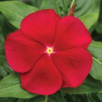 ราคา 20 เมล็ด ดอกแพงพวย แพงพวยฝรั่ง เมล็ดดอกไม้ Vinca Periwinkle Seeds สายพันธุ์ Red (21272000364)