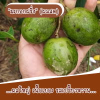ราคา มะกอกฝรั่ง มะกอกหวาน (22446714940)