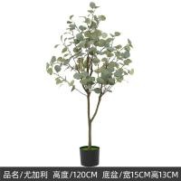 ราคา ต้นยูคาลิปตัสใบกลม Eucalyptus polyanthemos ต้นยูคาลิปตัสปลอมขนาดใหญ่สำหรับตกแต่งกระถางต้นไม้ในร่มและกลางแจ้ง อุปกรณ์ตกแต่งบ้าน ของขวัญ (22416371723)