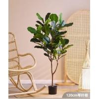 ราคา ต้นไทรใบใหญ่เทียม ต้นไทรไหมเทียม ขนาด120 150 180cm เหมาะสำหรับตกแต่งห้องนั่งเล่น ในร่ม กลางแจ้ง สำนักงาน บ้าน ของขวัญ (22416101359)