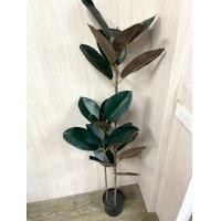 ราคา ต้นไม้ปลอม ต้นยางอินเดียดำ ต้นไม้ปลอม ต้นไม้ประดิษฐ์ ดอกไม้ปลอม ต้นไม้ประดับบ้าน (22477641452)