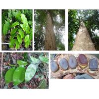 ราคา ขายส่ง 100 เมล็ด เมล็ดหลุมพอ Malacca Teak กะลุมพอ มื่อบา สลุมพอ กะลําพอ ตะลุมพอ ไม้สลุมพอ มะค่าใต้ สุดยอดไม้ใต้ ไม้ยืนต้น ไม้ป่าหายาก (638770566)