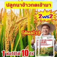 ราคา การผลิตเพิ่มขึ้น100เท่า ฮอร์โมนพืชข้าว เร่งเต่งข้าว ฮอร์โมนข้าว 1ฟรี1 ป้องกันแมลงข้าว ป้องกันข้าวตาย ฮอร์โมนบำรุงข้าว ฮอร์โมนฉีดข้าว ปุ๋ยเกล็ดทางใบ (21992856841)