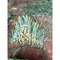 ราคา หน่อสับปะรดปัตตาเวียแท้100หน่อสำหรับปลูกนิยมปลูกส่งโรงงานและทานสดมีรสหวานฉ่ำมาก (22342262865)