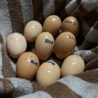 ราคา ลดราคา ไข่เชื้อ red lace Wyandotte สำหรับฟัก เรดเลควายดอท พ่อแม่พันธุ์ หนุ่มสาวเชื้อดี (19905014012)