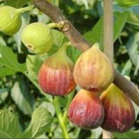 ราคา ต้นมะเดื่อฝรั่ง มะเดื่อ มะเดื่อฝรั่ง Fig พันธุ์ Brown Turkey บาวตุรกี ต้นสมบูรณ์มาก รากแน่นๆ มีผลขนาดใหญ่ ผิวสีเขียวออกม่วงแดงเล็กน้อย จัดส่งพร้อมกระถาง 6 นิ้ว ลำต้นสูง 50 ซม (20978562554)