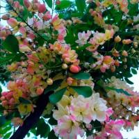 ราคา 1 ต้น ต้นกล้า ดอกคูน คูน ต้นราชพฤกษ์ พร้อมปลูก ขนาดต้นสูง 80 ซม ขึ้นไป (22171296373)