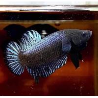 ราคา ปลากัดมาเลลูกนอกแท้ vip ชุด3ตัว 249บาท แถมลูกไล่ 1 ตัว (22411177881)