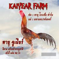 ราคา ไข่เชื้อไก่ชน ลูกพายุ โกวเซ้มฟาร์ม ชุด 4 ฟอง แข้งหน้าธรรมชาติ รับประกันเชื้อ ส่งด่วน (22036160968)
