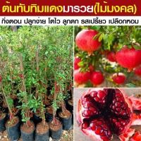 ราคา ต้นทับทิมแดงมารวย ไม้มงคล กิ่งตอน ต้นสูงขนาด 60 70 ซม ต้นแข็งแรง พร้อมส่ง (21773679902)