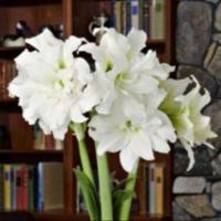 ราคา 1 หัวว่าน ว่าน สี่ทิศฮอลแลนด์ Amaryllis Ice Queen 18 24 ซม สินค้านำเข้า แช่เย็นแล้ว หัวขนาดใหญ่ สินค้าจำนวนจำกัด (9126706426)