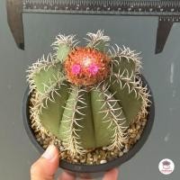 ราคา เมโลแคระ Melocactus Matanzanus แคคตัส กระบองเพชร cactus succulent (22518300796)