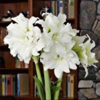 ราคา 1 หัวว่าน ว่านสี่ทิศฮอลแลนด์ Amaryllis Ice Queen 18 24 ซม สินค้านำเข้า แช่เย็นแล้ว หัวขนาดใหญ่ (9108017463)