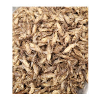 ราคา สะดิ้ง แช่แข็งน้ำหนัก1kg ราคา ส่ง ถูกที่สุด (21757643943)