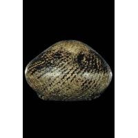 ราคา เบี้ยแก้หลวงปู่บุญ วัดกลางบางแก้ว จ นครปฐม ยุคต้น เบี้ยแก้ เป็นเครื่องรางของขลัง ที่นับเป็นภูมิปัญญาของพระเกจิอาจารย์ไทยโดยเฉพาะ สร้างจาก หอยเบี้ยจั่น ที่มีฟันครบ ๓๒ ซี่ ซึ่งพระเกจิอาจารย์ผู้มีวิชาคาถ