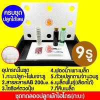 ราคา ค่าส่งถูก ชุดทดลองปลูกผักไฮโดร ชุดทดลองปลูกผักไร้ดิน ชุดปลูกผัก ชุดปลูก ผักไฮโดรโปนิกส์ ผักไฮโดร ผักไร้ดิน ปลูกผักน้ำนิ่ง กล่องโฟม (18915821407)