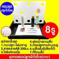 ราคา ค่าส่งถูก ชุดทดลองปลูกผักไฮโดร ชุดทดลองปลูกผักไร้ดิน ชุดปลูกผัก ชุดปลูก ผักไฮโดรโปนิกส์ ผักไฮโดร ผักไร้ดิน ปลูกผักน้ำนิ่ง กล่องโฟม (18915821434)