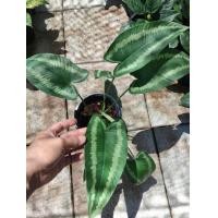 ราคา กวักพระพรหม ต้นไม้เสริมดวง เรียกโชคลาภเงินทอง ปลูกแล้วชีวิตจะดีขึ้น โดนใจสายมูู (16324460388)