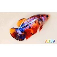 ราคา ปลากัดนีโม่กาแลคซี่ ได้ตรงตามรูป พร้อมผสมพันธุ์ Bettafish ปลากัดสวยงาม ปลากัดไทย ปลากัดอาชีพ ปลากัดนีโม่กาแลคซี่ ปลากัดเลี้ยงโชว์ สวยๆ 1 ตัวเมีย ขนาด 1 2 1 4 (22033950185)