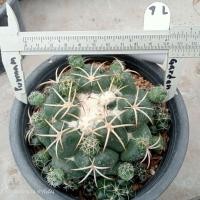 ราคา ช้างแม่พันธุ์ Coryphantha ไม้เมล็ด ขนาด 10 12 ซม ต้นกระบองเพชร ต้นแคคตัส แคคตัส กระบองเพชร (22270105671)