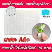 ราคา ฟองน้ำเพาะเมล็ด ฟองน้ำเพาะกล้า ฟองน้ำปลูกผัก ปลูกผักไฮโดรโปนิกส์ ปลูกผัก ไฮโดร ไฮโดรโปนิกส์ (19983933758)