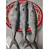 ราคา ปลาอินทรีย์เค็มหอม ระนอง คัดพิเศษ 2ตัวน้ำหนัก450 500กรัม ราคา148บาท ตัวปลาสวยใส่ใหม่เนื้อแดงนุ่ม ยกตัว รับประกันคุณภาพความอร่อยเค็มน้อย สดสะอาดตากในมุ้ง ปลอดสาร100 กันชิ้นวันสูญญากาศก่อนส่งเพื่อความสด