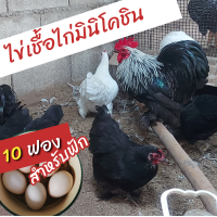 ราคา ชุดไข่เชื้อไก่มินิโคชิน แท้ 10 ฟอง Mini cochin สำหรับฟัก (17822258200)