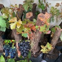 ราคา ต้นองุ่น พันธุ์นิ้วแม่มด ต้นใหญ่มากเยอะ พร้อมส่ง (22062978599)