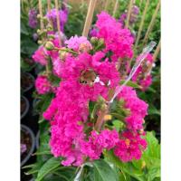 ราคา Pink Sari ต้นชมพูส่าหรีหรือม่วงส่าหรีดอกชมพู ในกระถาง11นิ้ว (14059841517)