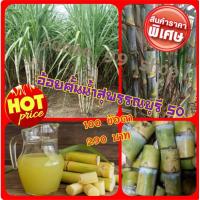 ราคา ท่อนพันธุ์อ้อยคั้นน้ำ สุพรรณบุรี 50 อ้อยควั่น จำนวน 100 ข้อตา แพ็ค (4581234722)